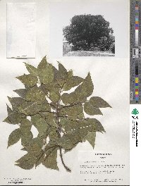 Celtis sinensis image