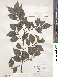 Celtis sinensis image