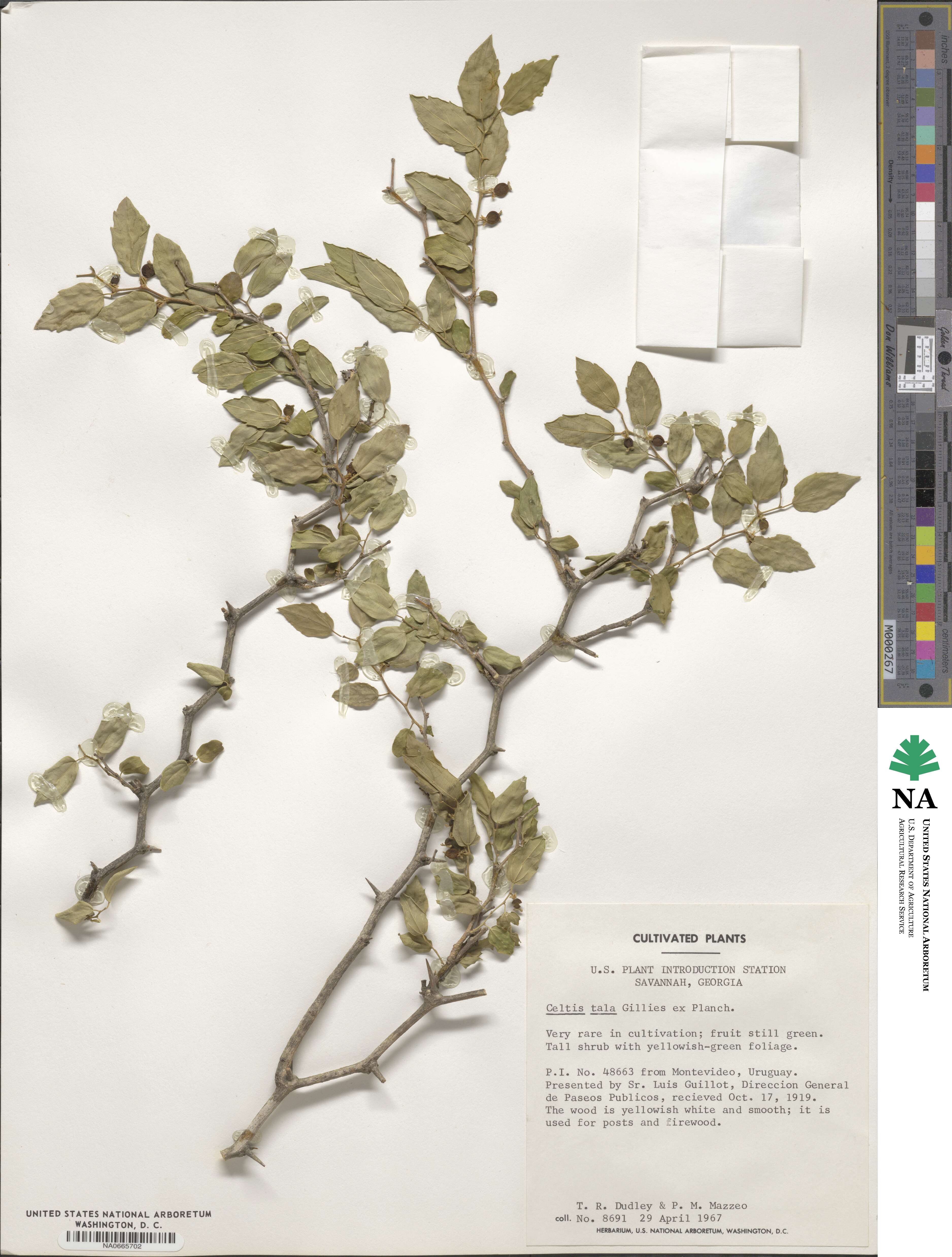 Celtis ehrenbergiana image