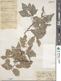 Celtis tetrandra image