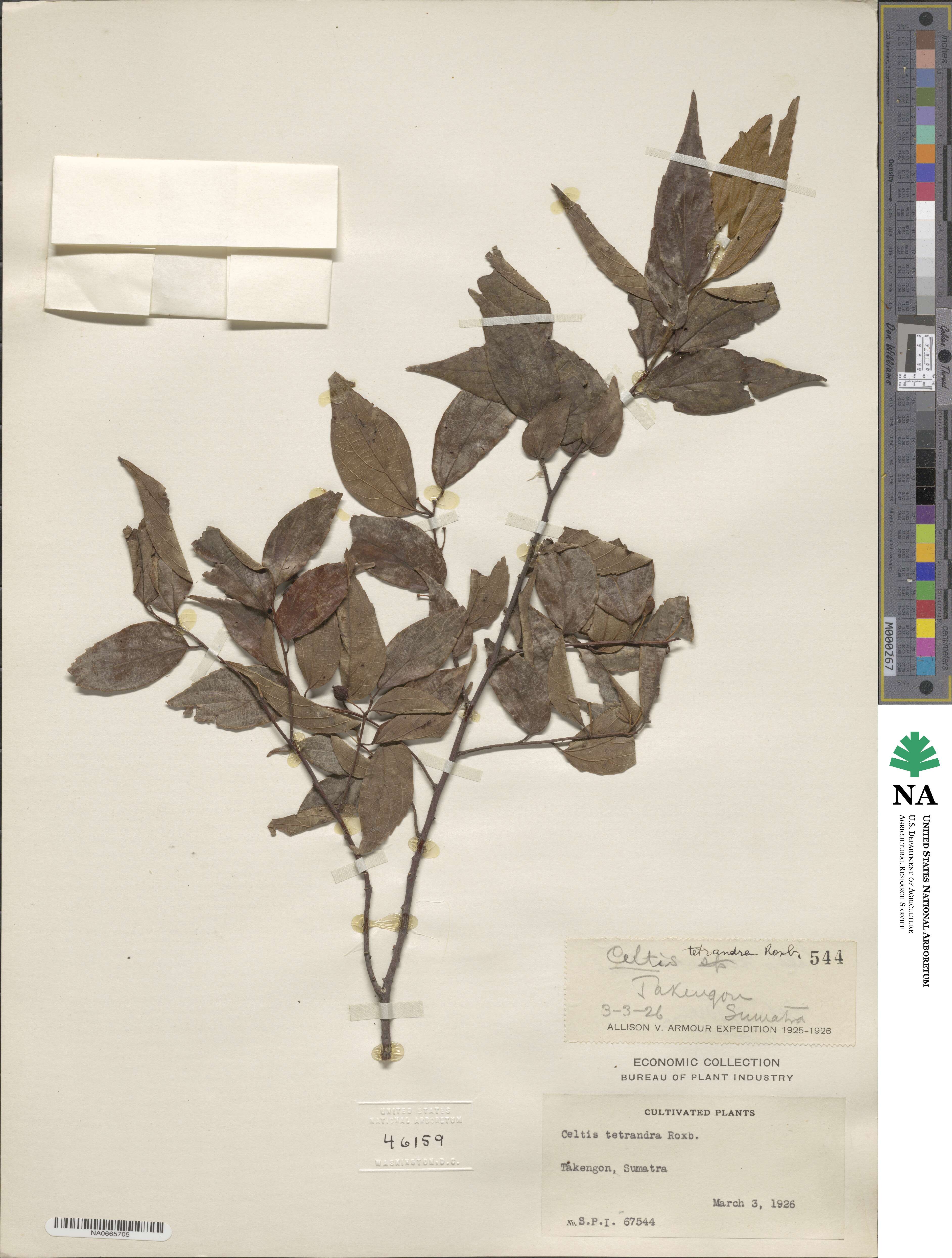 Celtis tetrandra image