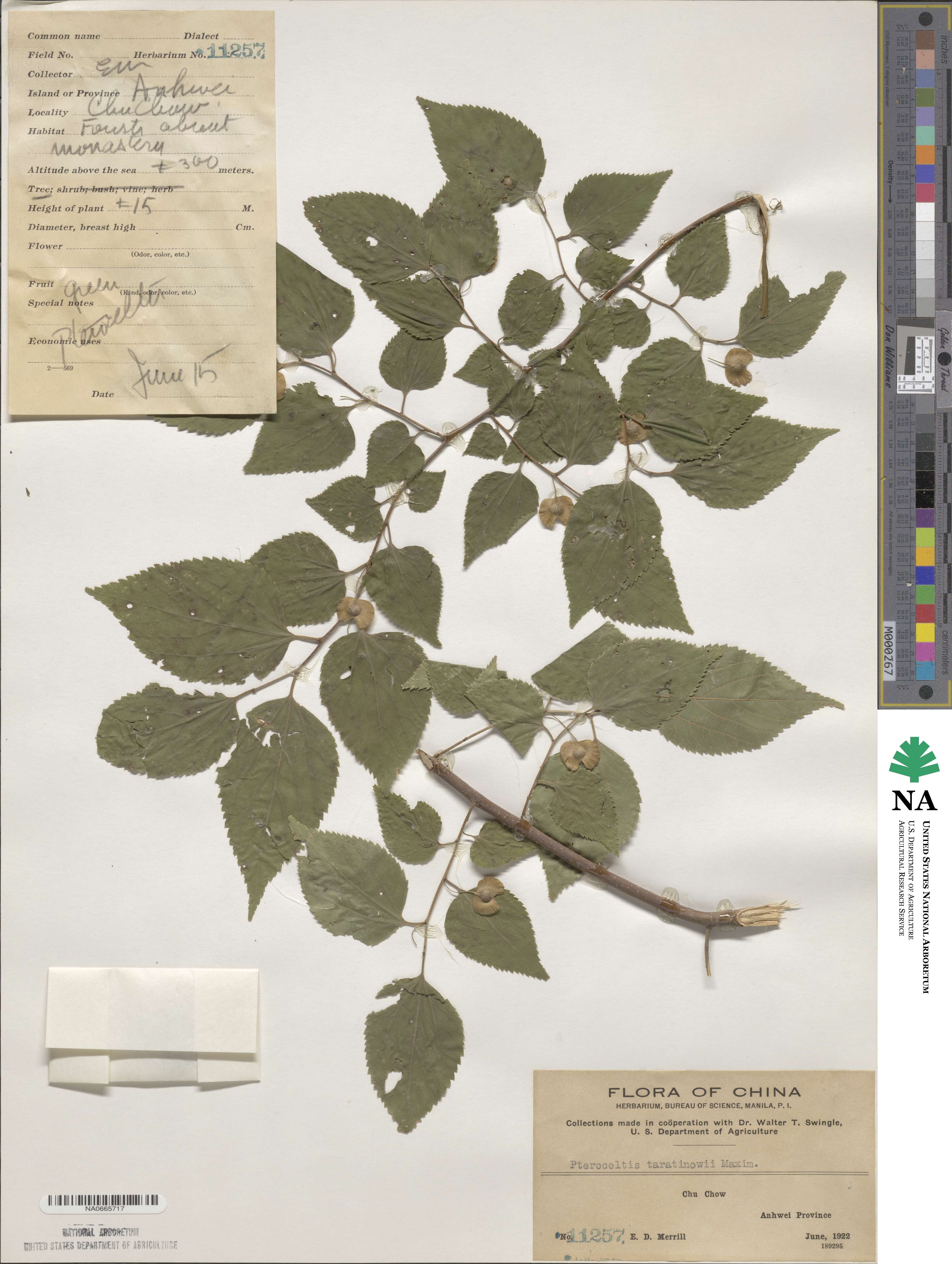 Pteroceltis tatarinowii image
