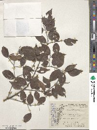 Zelkova serrata image