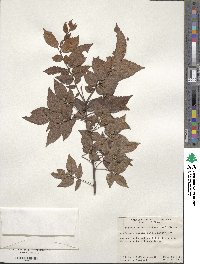 Image of Zelkova schneideriana