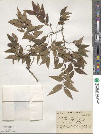 Zelkova serrata image