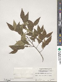 Zelkova serrata image