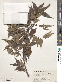 Zelkova serrata image