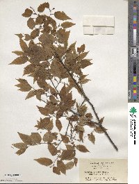 Zelkova serrata image