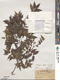 Zelkova serrata image