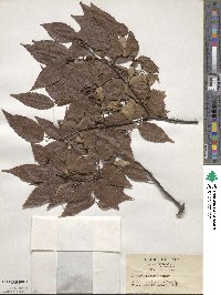 Zelkova serrata image