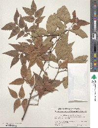 Zelkova serrata image