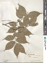 Zelkova serrata image