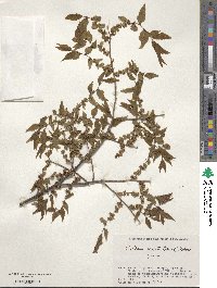 Zelkova serrata image