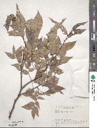 Zelkova serrata image