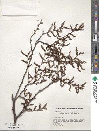 Zelkova serrata image