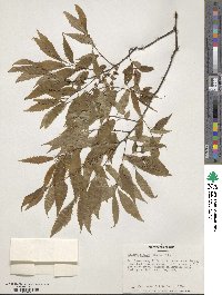 Zelkova serrata image