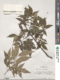 Zelkova serrata image