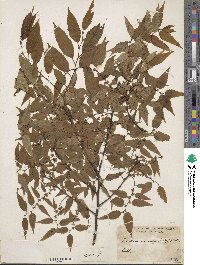 Zelkova serrata image