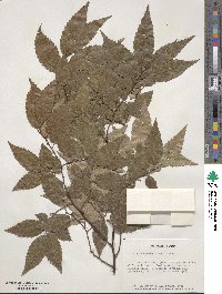 Zelkova serrata image