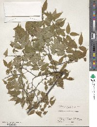 Zelkova serrata image