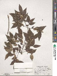 Zelkova serrata image