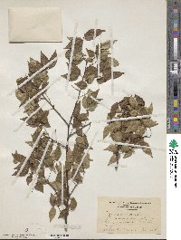 Zelkova serrata image