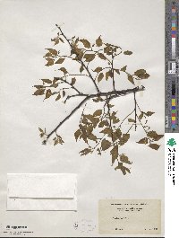 Zelkova serrata image