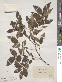 Zelkova serrata image