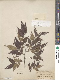 Zelkova serrata image