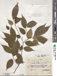 Zelkova serrata image