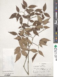 Zelkova serrata image