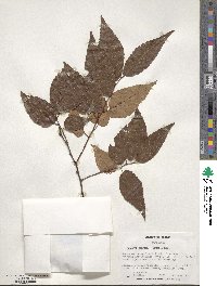 Zelkova serrata image