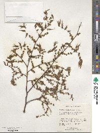 Zelkova serrata image