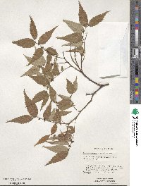 Zelkova serrata image