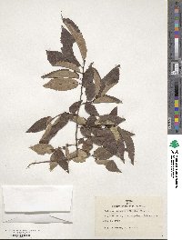 Zelkova serrata image