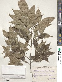 Zelkova serrata image