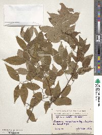 Zelkova serrata image