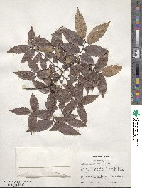 Zelkova serrata image