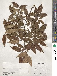 Zelkova serrata image