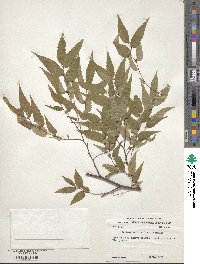 Zelkova serrata image