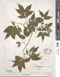 Zelkova serrata image