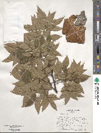 Zelkova serrata image