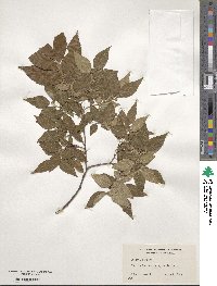 Zelkova serrata image