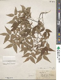 Zelkova serrata image