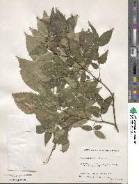 Zelkova serrata image