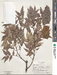 Zelkova serrata image