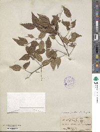 Zelkova serrata image