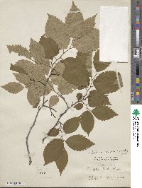 Zelkova serrata image