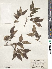 Zelkova serrata image