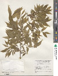 Zelkova serrata image